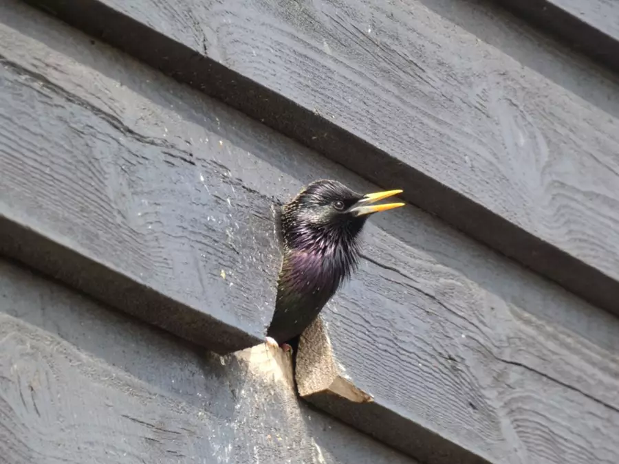 Starling bird